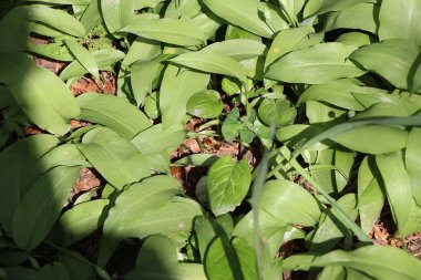 Enjoying the sights and smells of the pines and flower's in the parks around Badenweiler in the Black forest, Southern Germany 