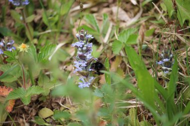 Small furry bees extracting pollen from the bright, colourful plants in Badenweiler, Germany, near the black forest in spring