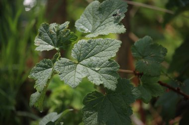 Small creatures exploring the macro wilderness of gardens in Hertfordshire, England