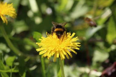 Small furry bees extracting pollen from the bright, colourful plants in Badenweiler, Germany, near the black forest in spring