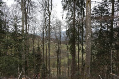 Sweeping views over the tree lined and occasionally snowy valleys and hills of the Black forest around Badenweiler in southern Germany near the border with Switzerland at the heart of Europe