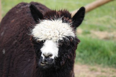 Livestock under the cool early spring sun in the fields of Hertfordshire in southeast england