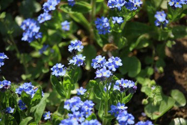 Small furry bees extracting pollen from the bright, colourful plants in Badenweiler, Germany, near the black forest in spring