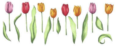 Bir dizi parlak işaretli el lale çizmiş. Web siteleri, gönderiler, yayınlar, kağıt, sosyal ağlar, baskılar için çiçek illüstrasyonu, kendi tasarımlarınız, düğün dekorasyonunuz