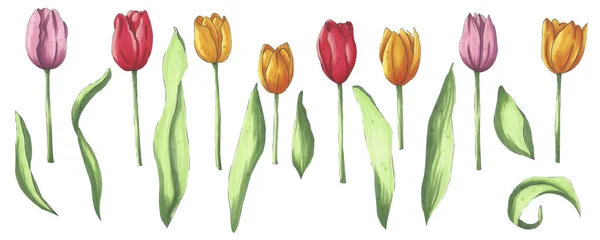 Una serie di tulipani disegnati a mano marcatore luminoso. Illustrazione floreale per la progettazione di siti, post, pubblicazioni, carta, social network, stampe, i propri disegni, decorazione di nozze — Foto Stock