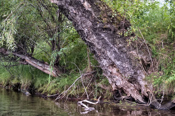 Malebný Les Břehu Říčního Jezera Polenem Stromů Letní Den — Stock fotografie