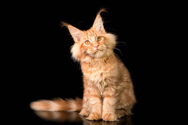 Rojo Maine Coon Gatito Negro Fondo — Foto de Stock