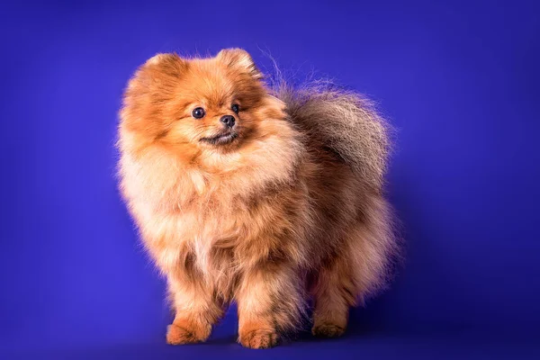 Lovely Pomeranian Doggy Blue Background — Stock Photo, Image