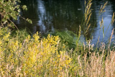 Yaz günü çiçekli nehrin manzaralı kıyısı..