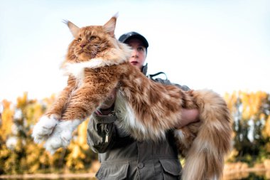 Kollarında bir kadın, sonbaharda ormanda büyük bir rakun kedisi tutuyor..