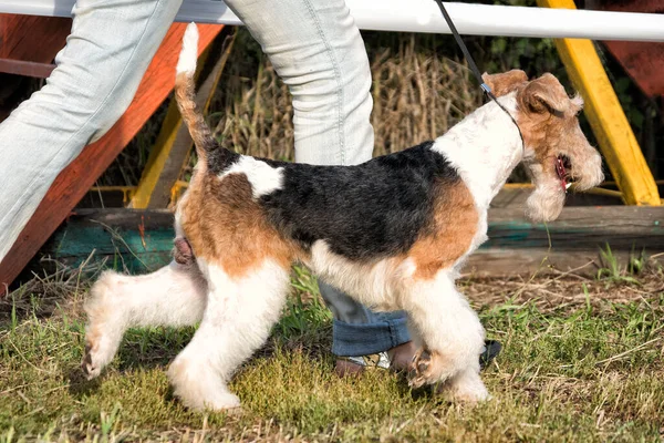 Airedale Terrier Dog Walking Outdoors Summer — Stock Photo, Image