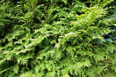 Yazın yeşil bir çitin dokusu.