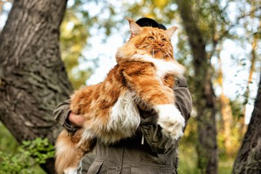 Kollarında bir kadın, sonbaharda ormanda büyük bir rakun kedisi tutuyor..