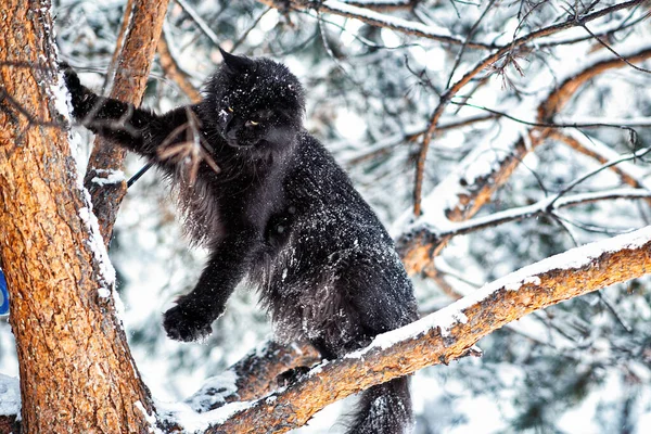 Gato Maine Preto Muito Agradável Sentado Uma Árvore Uma Floresta — Fotografia de Stock