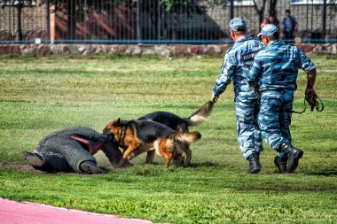 Eğitimde eğitmeni ısıran bir Alman çoban köpeği..
