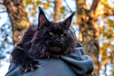 Büyük siyah bir rakun kedi yaz günü ormanda bir omuzda oturuyor..