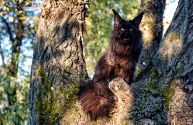 Büyük siyah bir rakun kedi yaz günü ormanda ağaçta oturuyor..