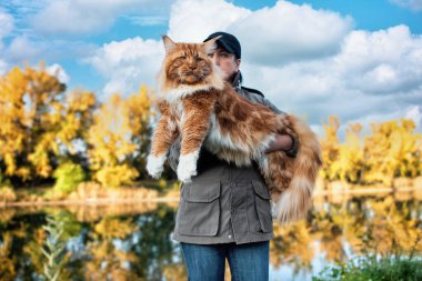 Kollarında bir kadın, sonbaharda ormanda büyük bir rakun kedisi tutuyor..