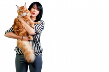 Beyaz arka planda bir kadının kollarında büyük kırmızı bir rakun kedi..