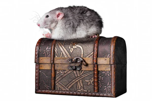 Cute Rat Dumbo Old Wooden Chest Jewelry White Background — Stock Photo, Image