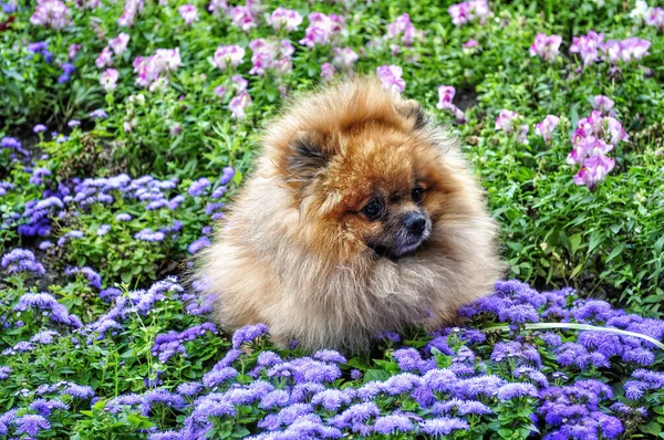 Ładny Pomorski Pies Tle Kwiatów — Zdjęcie stockowe