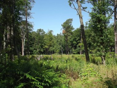 Almanya 'nın Mecklenburg-Batı Pomerania eyaletinin Baltık Denizi kıyısındaki tatil beldesi