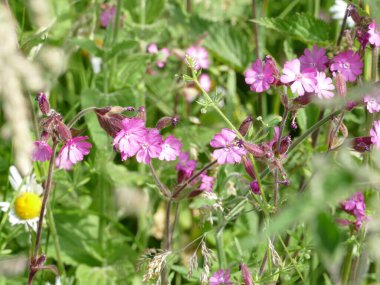 Arı dostu yabani karanfil