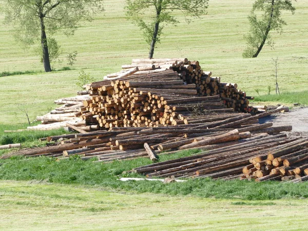 Tronchi Pronti Raccolta Lavorazione — Foto Stock