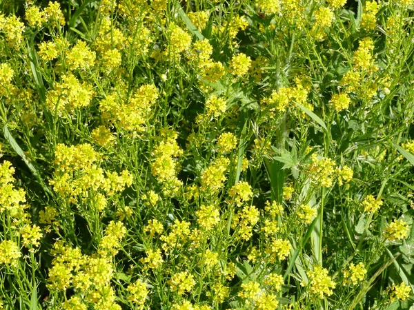 Bir demet güzel sarı çiçek