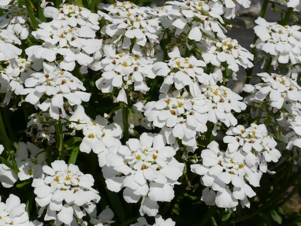 Klaster Pięknych Białych Kwiatów — Zdjęcie stockowe