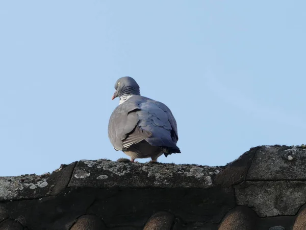 Деревянный Голубь Крыше Хребта — стоковое фото