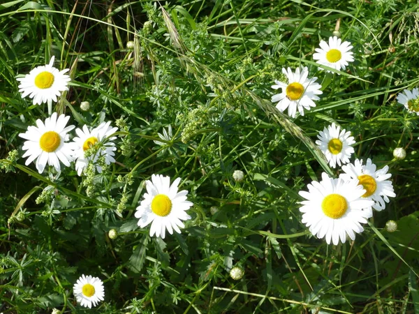 牧草地の美しいマルグリット — ストック写真