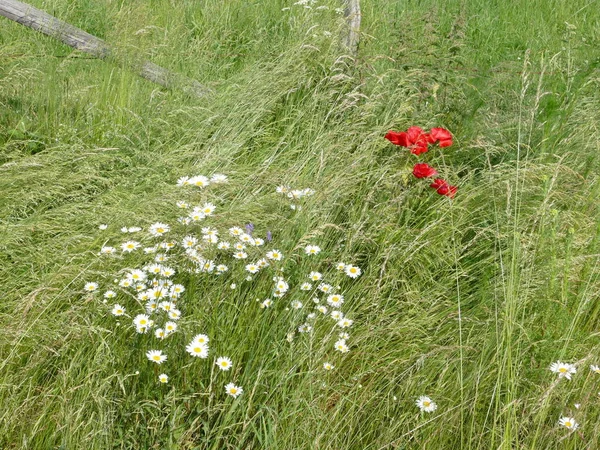 Grasveld Met Hoog Gras Marguerites Klaprozen — Stockfoto