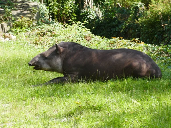 Relaxes Flatland Tapir Zoo Dortmund Noordrijn Westfalen Duitsland — Stockfoto