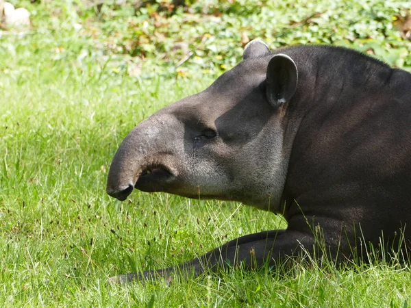 Potret Tapir Tanah Datar Zoo Dortmund North Rhine Westfalia Jerman — Stok Foto