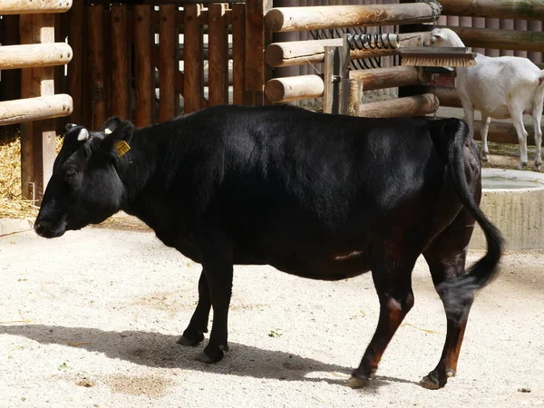 Černá Kráva Často Vyskytuje Venkovských Oblastech — Stock fotografie