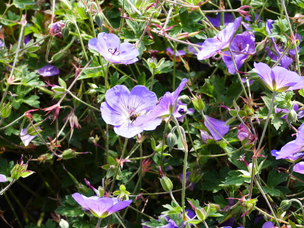 Богатый цветущий клюв можно найти во многих садовых клумбах
