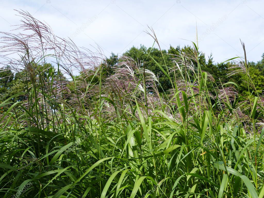 The Chinese reed is also planted in parks and gardens in Europe