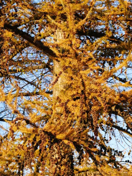 Мбаппе Золотые Иголки Лиственницы Осеннем Солнце — стоковое фото