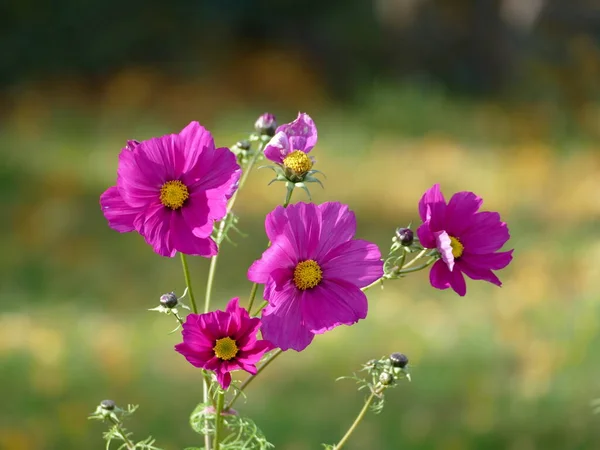 Cosmos Mexicana Aster Existe Muitas Cores Aqui Roxo Brilhante — Fotografia de Stock