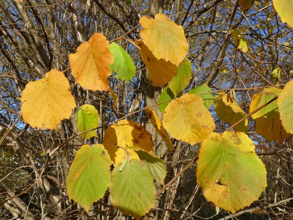 Laranja Amarelo Ouro Verde Cores Outono — Fotografia de Stock