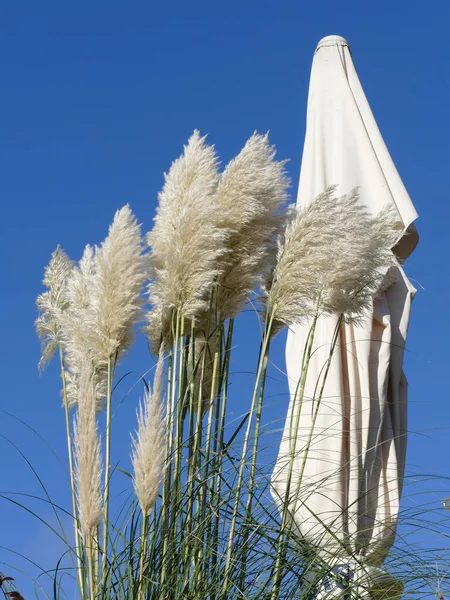 Blühendes Pampasgras Weißer Sonnenschirm Und Strahlend Blauer Himmel — Stockfoto
