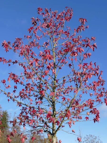 Φθινοπωρινά Κόκκινα Φύλλα Σφενδάμου Στον Γαλάζιο Ουρανό — Φωτογραφία Αρχείου