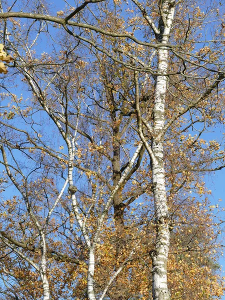 Золотистые Листья Серебряной Березы Осенью — стоковое фото