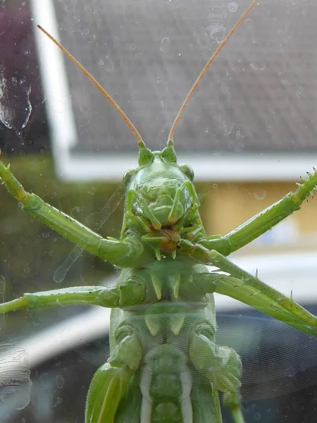 Also Crickets Europe Here Great Green Bush Crickethere Rare Portrait — Stock Photo, Image