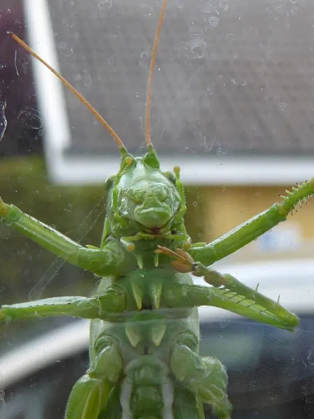 También Hay Grillos Europa Aquí Gran Arbusto Verde Crickethere Una — Foto de Stock