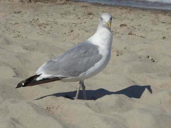 Kijkende Meeuw Foerageert Het Strand — Stockfoto