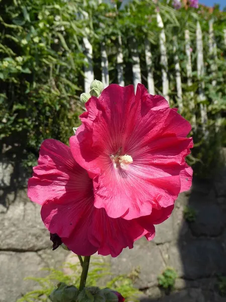 Hollyhocks Είναι Όμορφα Και Δημοφιλή Φυτά Κήπου — Φωτογραφία Αρχείου