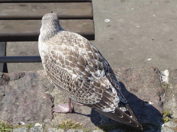 Jonge Vogel Van Een Zilveren Meeuw — Stockfoto