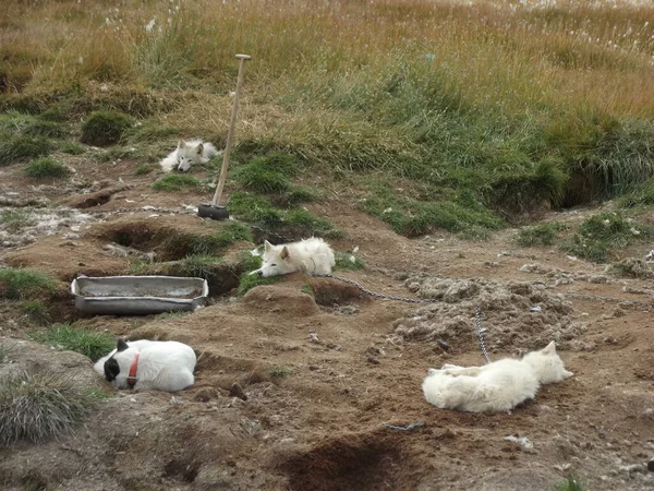 Ilulissat, Grönland 'daki kızak köpekleri evcilleştirilecek hayvanlar değil yaz ve kış aylarında açık havada gezen iş hayvanları.